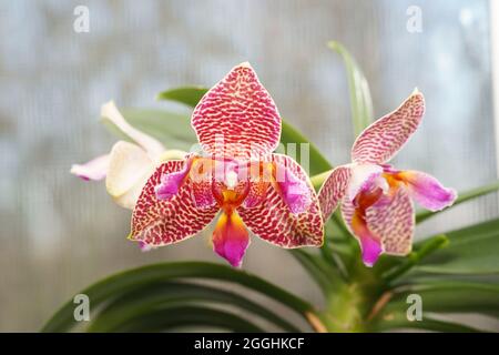 Beautiful rare orchid in a pot on a window. Orchid Joy Fairy Tale. Selective focus. Stock Photo