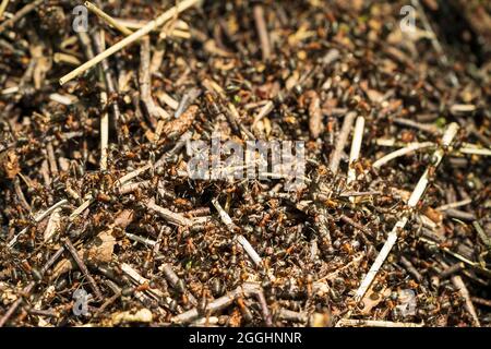 Close up of a wood ant nest, mound, in woodlands in the south east of England. Mass of red and black ants in sunlight walking on surface of the nest. Stock Photo