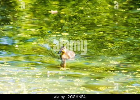 Baby mallard duckling, Anas platyrhynchos, swimming towards viewer on a green colour pond with scattered duckweed in the summertime. Stock Photo