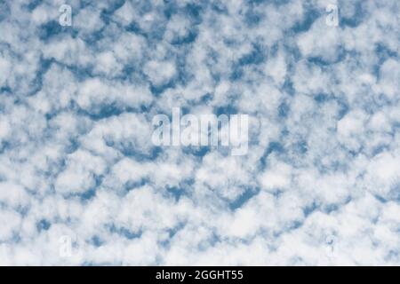 Altocumulus floccus white fluffy clouds covering the blue sky Stock Photo