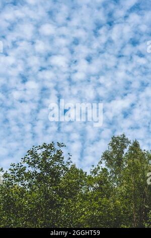 Altocumulus floccus white fluffy clouds covering the blue sky Stock Photo