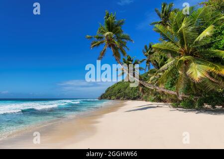 Coconut Palm trees on white sandy beach in tropical island Stock Photo