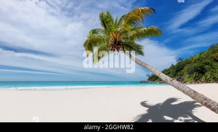 Palm tree on tropical white sand beach Stock Photo