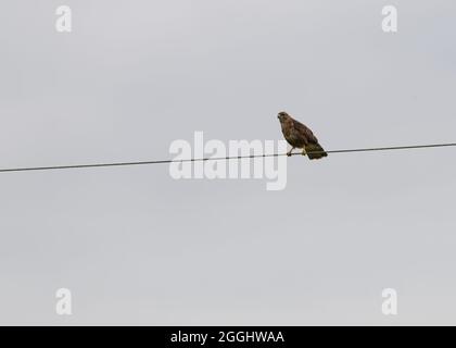 buzzard sitting on telephone wire Stock Photo