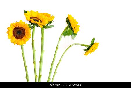 Beautiful sunflowers isolated on white background Stock Photo