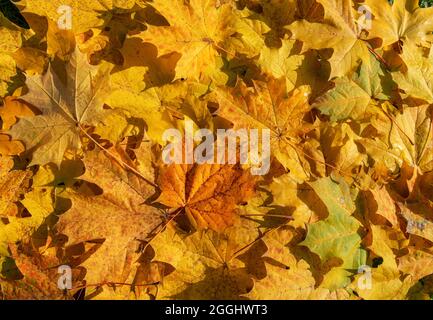 Background of a group of autumn yellow and orange maple leaves. Stock Photo