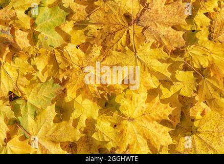 Background of a group of autumn yellow and orange maple leaves. Stock Photo