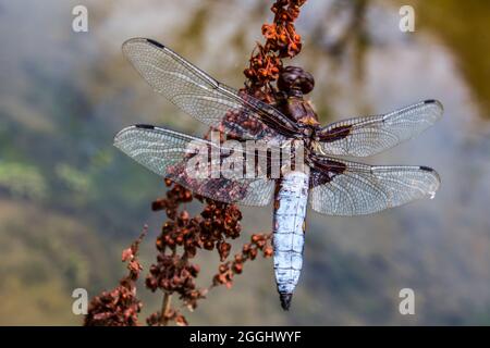 Broad-bodied Chaser (Libellula depressa) on a red flower in Olt's Valley, Romania. Stock Photo