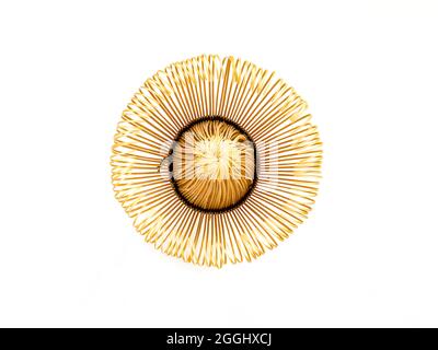top view, closeup,  image of a bamboo Japanese green tea stirrer, isolated on white background. Stock Photo