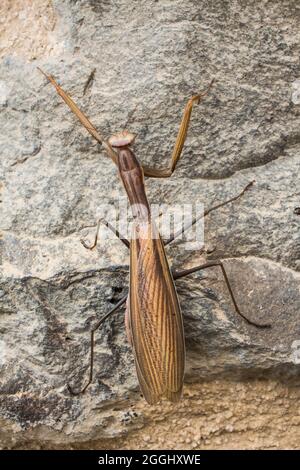Mantis religiosa individual (commonly known as mantis) crawling on a stone wall. Stock Photo
