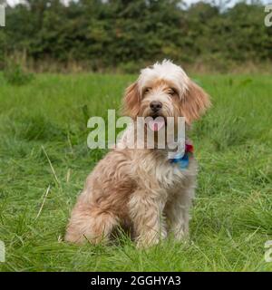 cockapoo dog Stock Photo