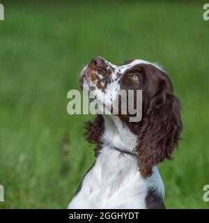 english springer spaniel puppy Stock Photo