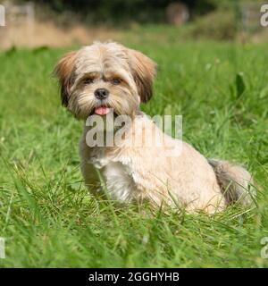 Lhasa apso Stock Photo
