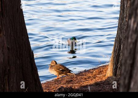 A pair of wild ducks floating on the lake in Tineretului Park of Bucharest, Romania. Stock Photo