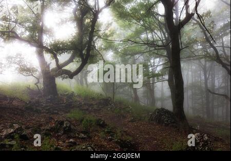Misty forest. Foggy forest in a gloomy landscape Stock Photo