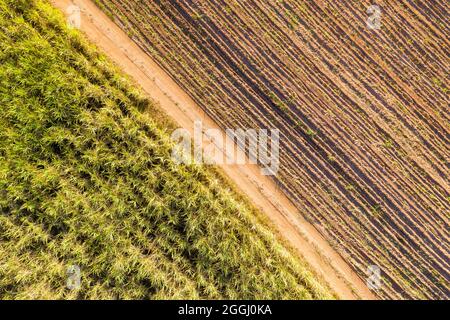 aerial view of a cane field with young plants on one side and adults on ...