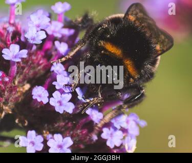 Bumble Bee on pink flower