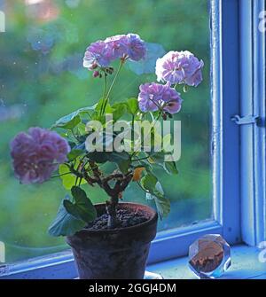Pelargonium - geranium in a pot on the window sill Stock Photo