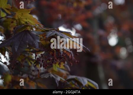 Fall maple leaves and bloom Stock Photo