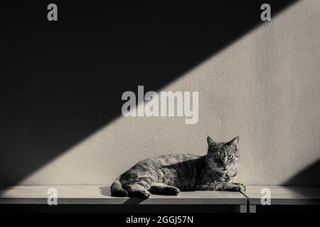 Cat in the light strip Stock Photo