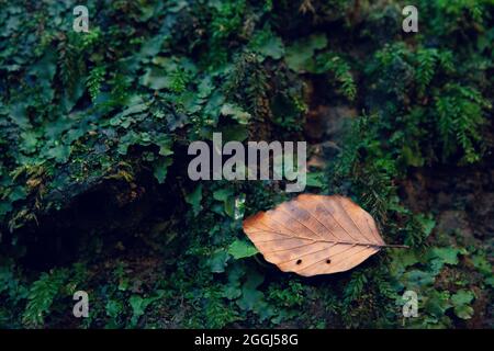 Brown leaf on the mossy tree Stock Photo