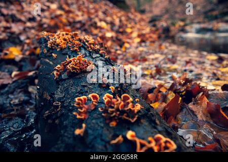 Brown and yellow mushrooms on the tree in the autumn forest Stock Photo