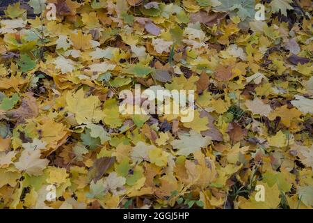 A thick layer of Maples leaves fill the forest floor in autumn. Stock Photo