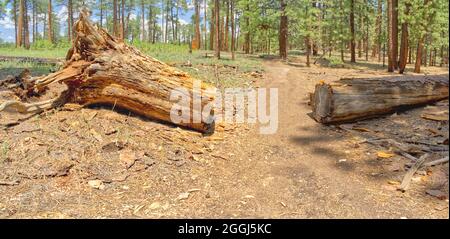 Fallen tree over the Widforss Trail at Grand Canyon North Rim Arizona. Park Service cut a section out for hikers to pass through. Stock Photo