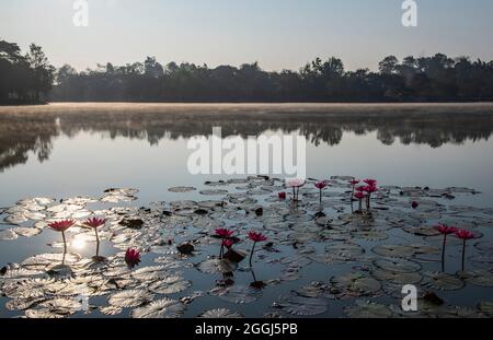water lily's on still lake in north Thailand Stock Photo