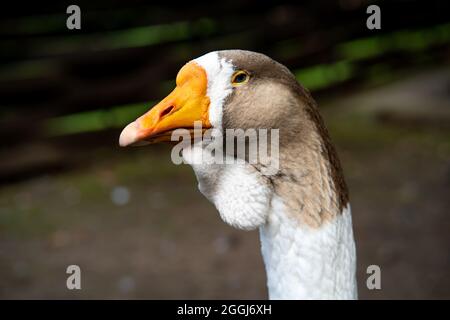 Goose head close-up on the background of nature. Stock Photo