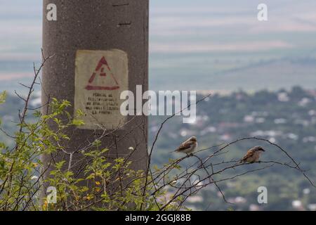 Two sparrows resting on a bush tree, under a power line, during spring. Stock Photo