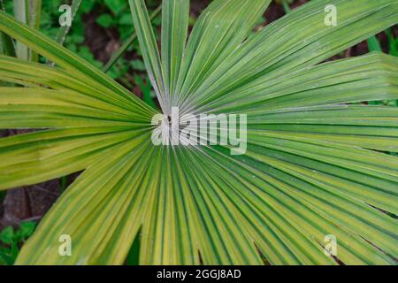 Green Anahaw Leaf. Anahaw is the national leaf of the Philippines. It ...