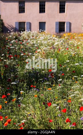 Wild flowers UK; Wild flowers growing in front of the Botanic Cottage, Royal Botanic Garden Edinburgh, Scotland UK Stock Photo