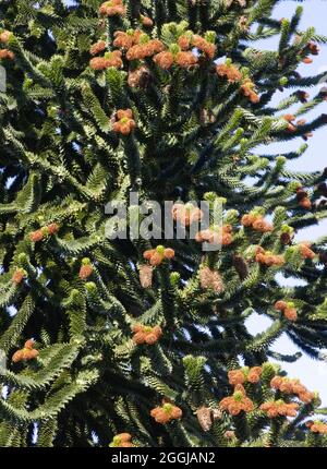 Monkey Puzzle tree, aka Chilean Pine, Araucaria araucana, bearing female cones in summer, Scotland UK