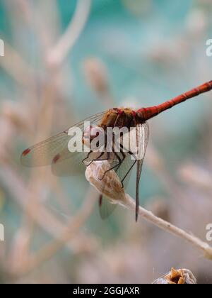A large orange brown dragonfly resting on a flower stalk close-up Stock Photo