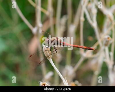 A large orange brown dragonfly resting on a flower stalk close-up Stock Photo