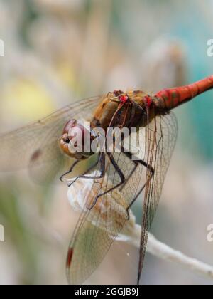 A large orange brown dragonfly resting on a flower stalk close-up Stock Photo