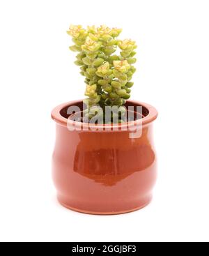 Small succulent Crassula marnierana, common name Jade Necklace, isolated on white Stock Photo