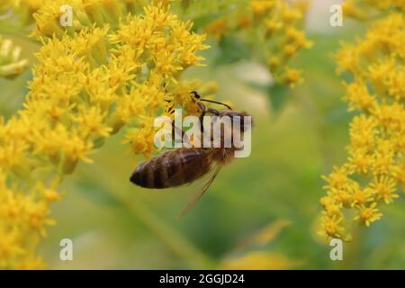 close-up of a bee collecting the nectar of a golden rod Stock Photo