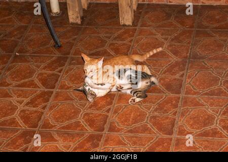 Two Chinese idyllic cats are fighting Stock Photo