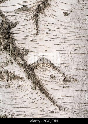Bark of the birch, betula, in a close-up Stock Photo