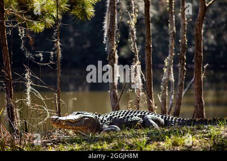 Alligator at Botany Bay in Edisto Island, South Carolina. Stock Photo