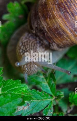 Common snail crawling through the foliage. Stock Photo