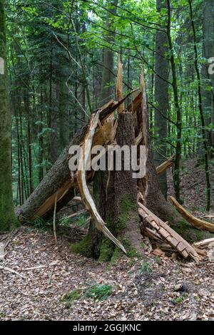 Europe, Germany, Baden-Wuerttemberg, Swabian Forest, Murrhardt, Broken Tree in the Swabian Forest Stock Photo