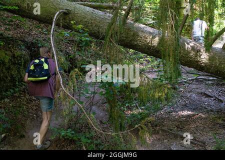 Europe, Germany, Baden-Wuerttemberg, Swabian-Franconian Forest Nature Park, Welzheim, hikers go under a fallen tree trunk Stock Photo
