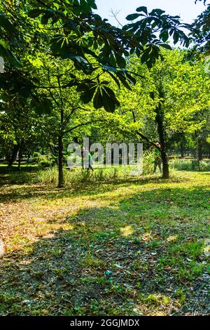 Maintenance of public park and gardens. Municipal workers cleaning public park Cismigiu Gardens in Bucharest, Romania, 2021 Stock Photo