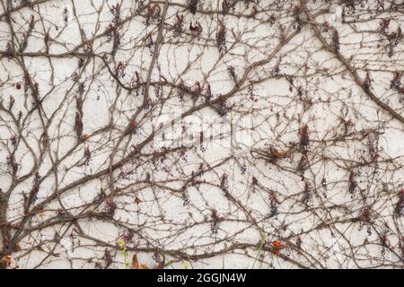 Branches climbing plant with berries on the white plaster wall background. Stock Photo
