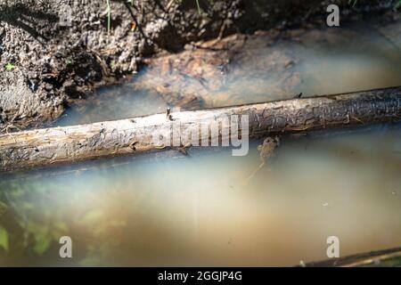 Europe, Germany, Baden-Wuerttemberg, Swabian-Franconian Forest, Spiegelberg, yellow-bellied toad in a small pond in the forest Stock Photo