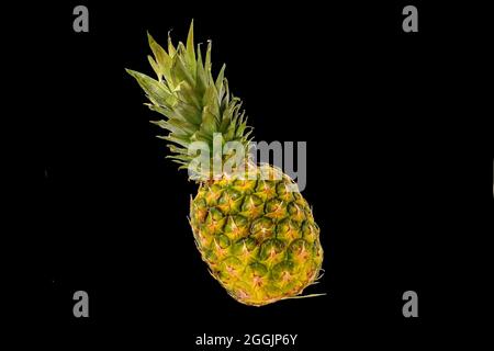 Pineapple fruit isolated on black background. Ripe pineapple isolated on black background. Stock Photo