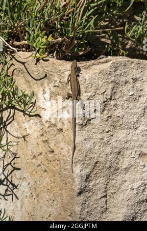 common wall lizard, Podarcis muralis, in Dorset, England Stock Photo